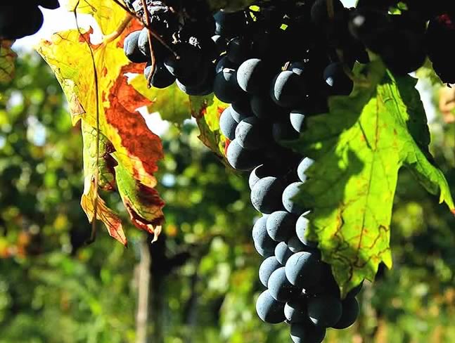 produzione-vini-spumanti-metodo-classico-mantova produzione-vini-spumanti-metodo-classico-mantova